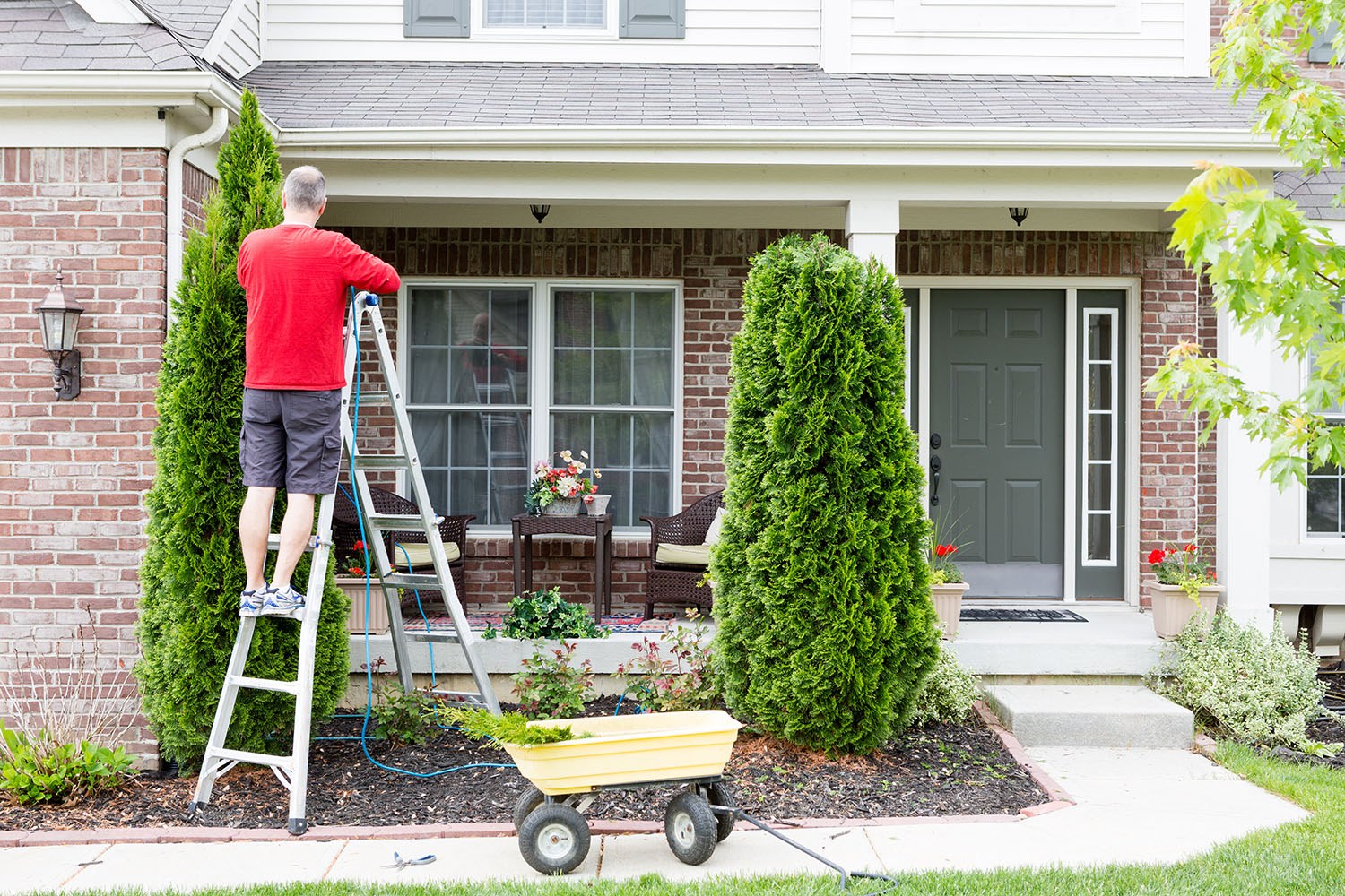 Man in red shirt on ladder trimming arborvitae tree in the front yard of a home in Charlotte, NC